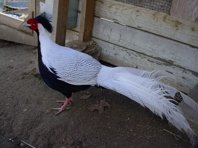 silverpheasantmale.JPG