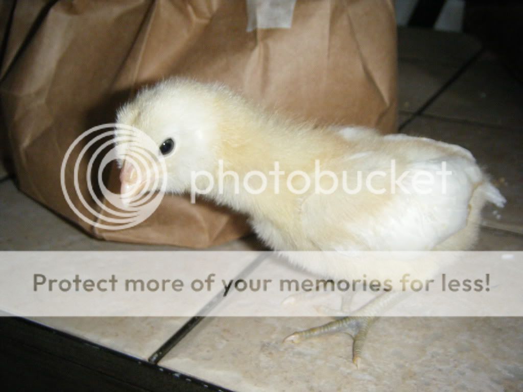 DSCF4625.jpg