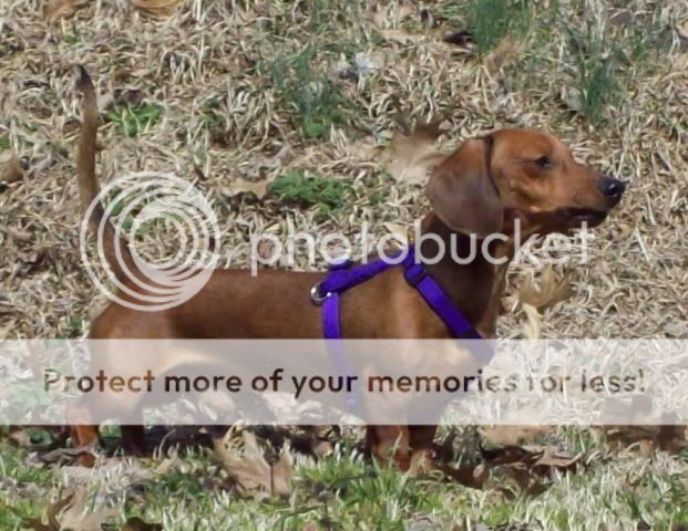 tuckerbarks.jpg