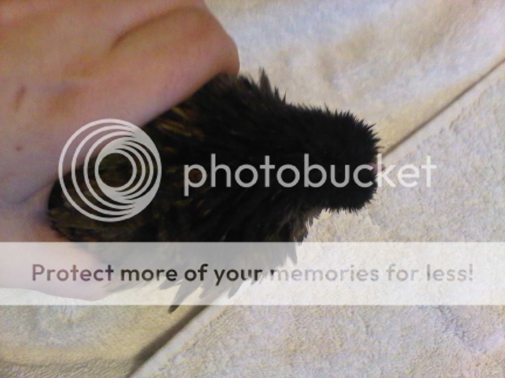 IMG00046-20100118-1604.jpg