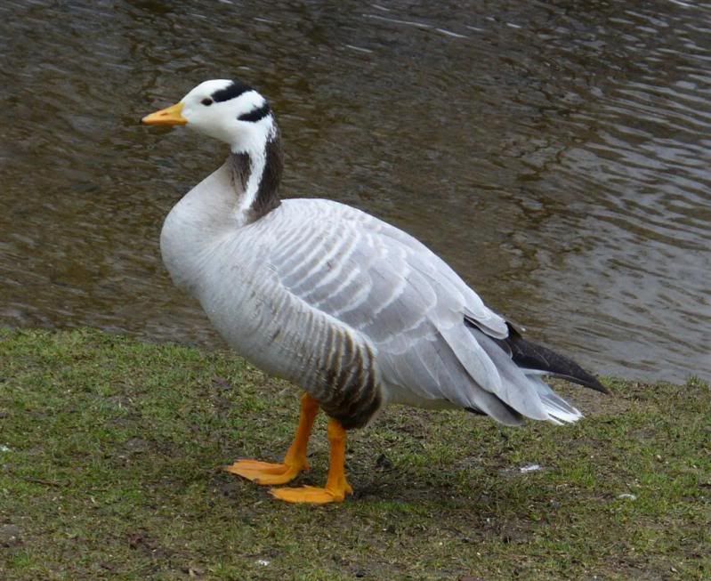 gooseLarge.jpg