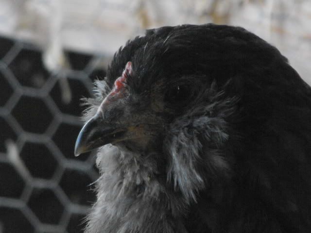 DSCF1666.jpg