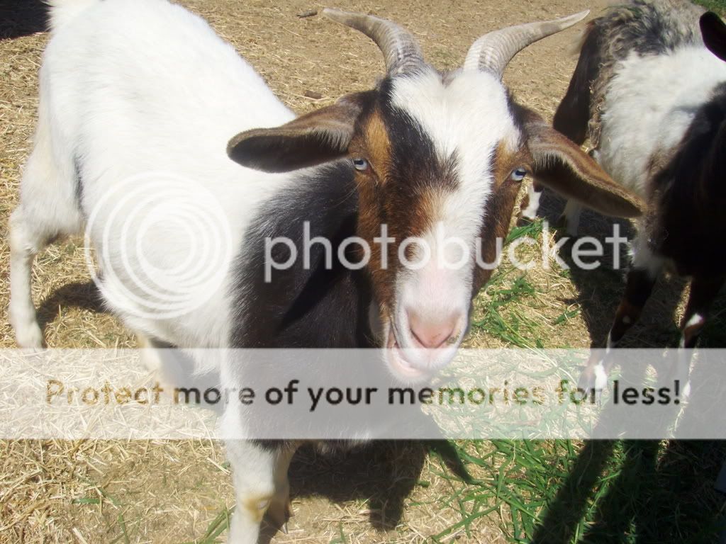 ChickensDucksandGoats017.jpg