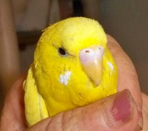 budgie.jpg