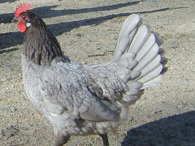 Chickens11-23-08056.jpg