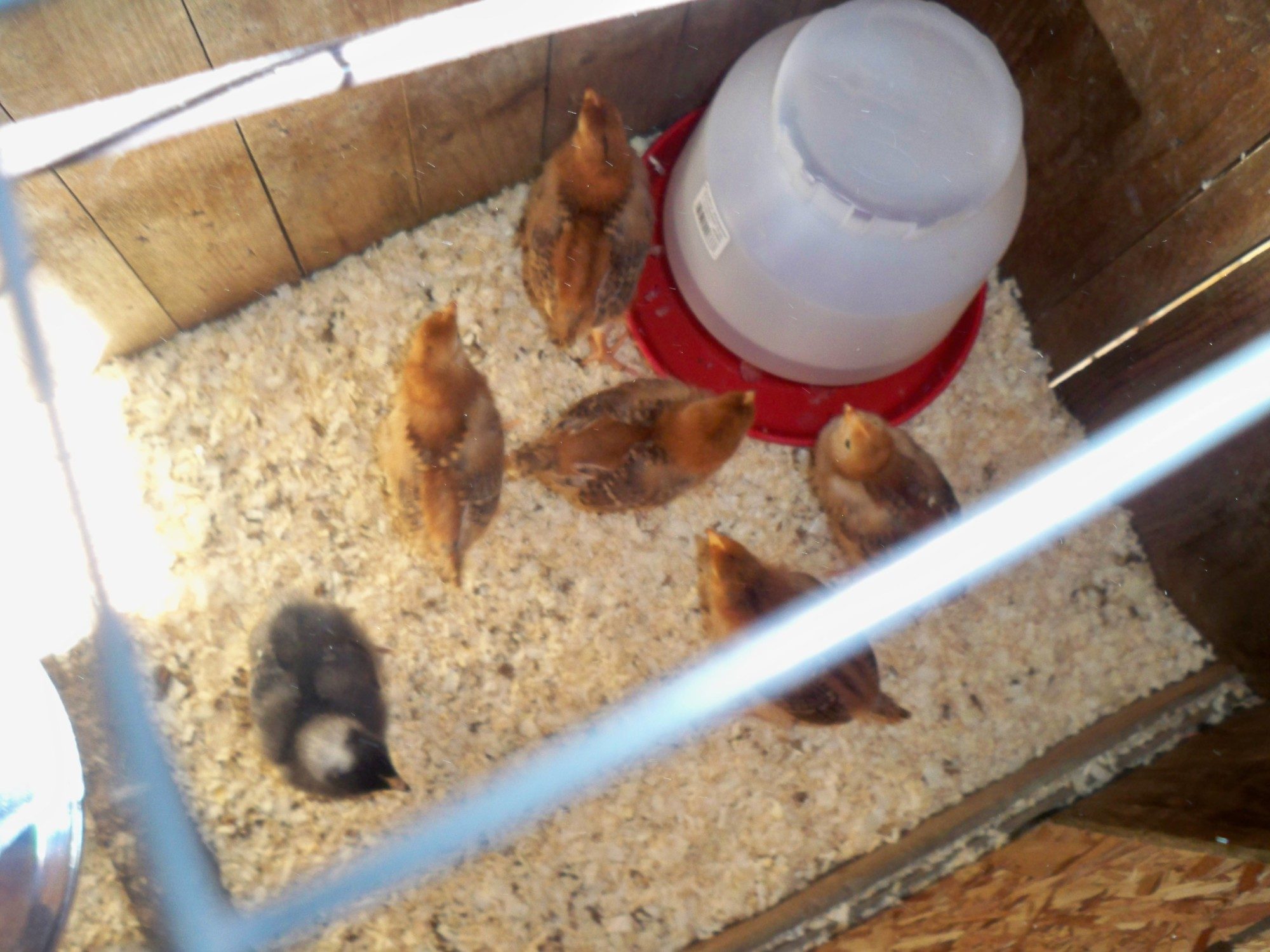 200x200px-ZC-12645834_wayneschickens5-19-2012064.jpeg