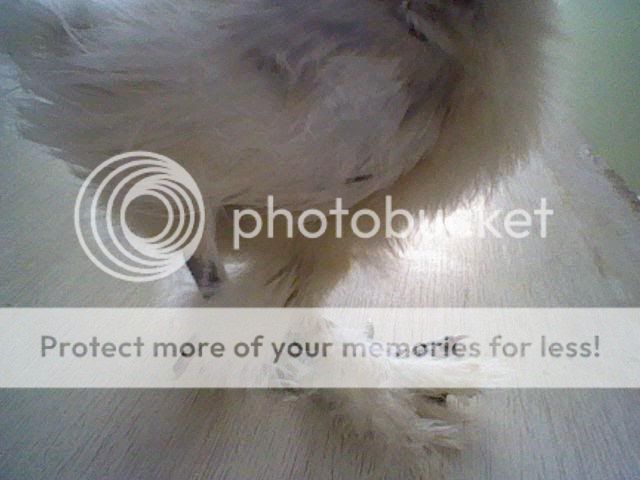 Silkie18.jpg