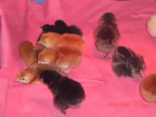 chick1.jpg