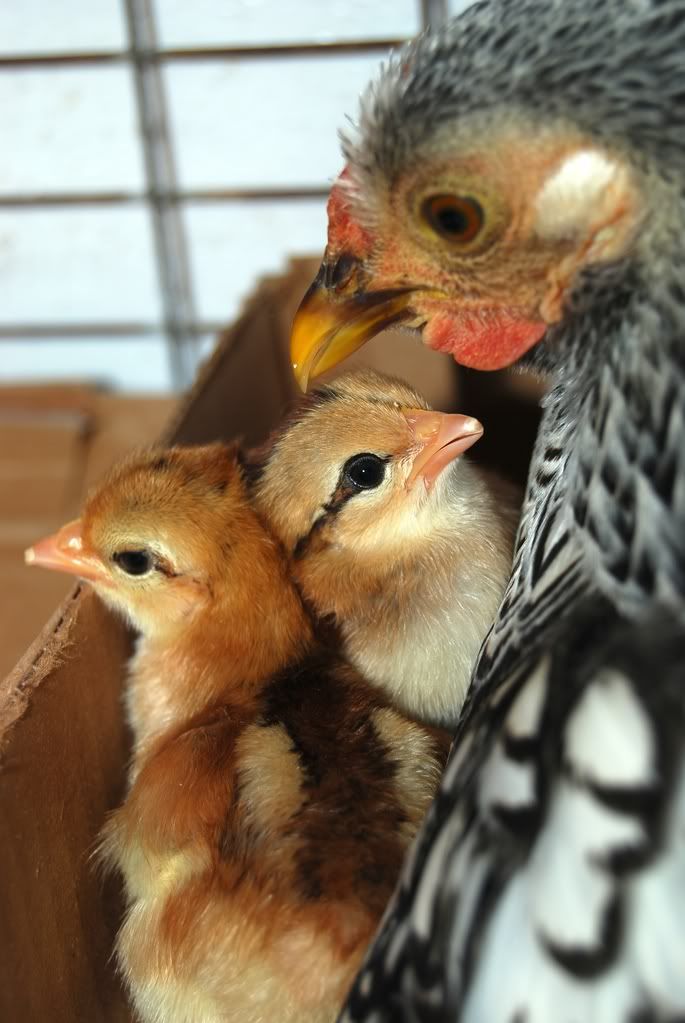 twochicks051.jpg