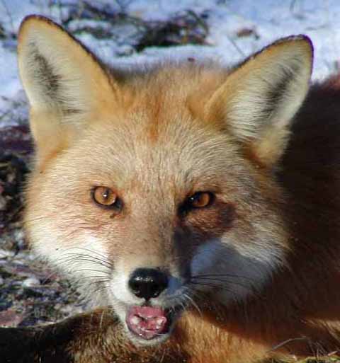 red_fox_1.jpg