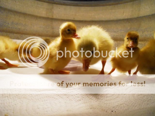 DSCN1362.jpg