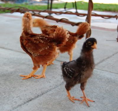 chicks2.jpg