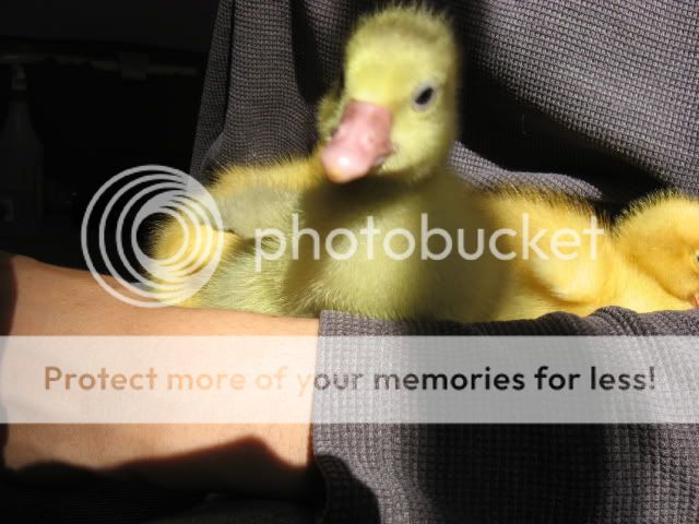 snuggleducks034.jpg