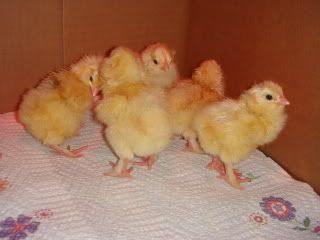 kaliaandchicks082.jpg