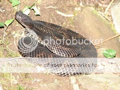 timberrattler2.jpg