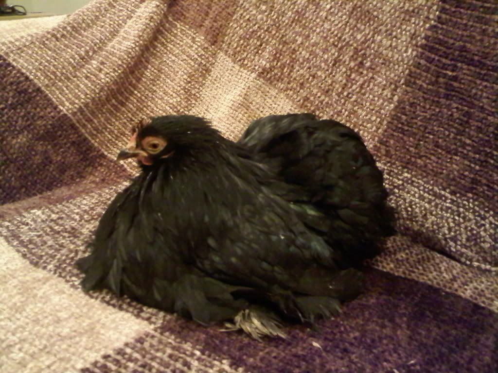 Blackhen2.jpg