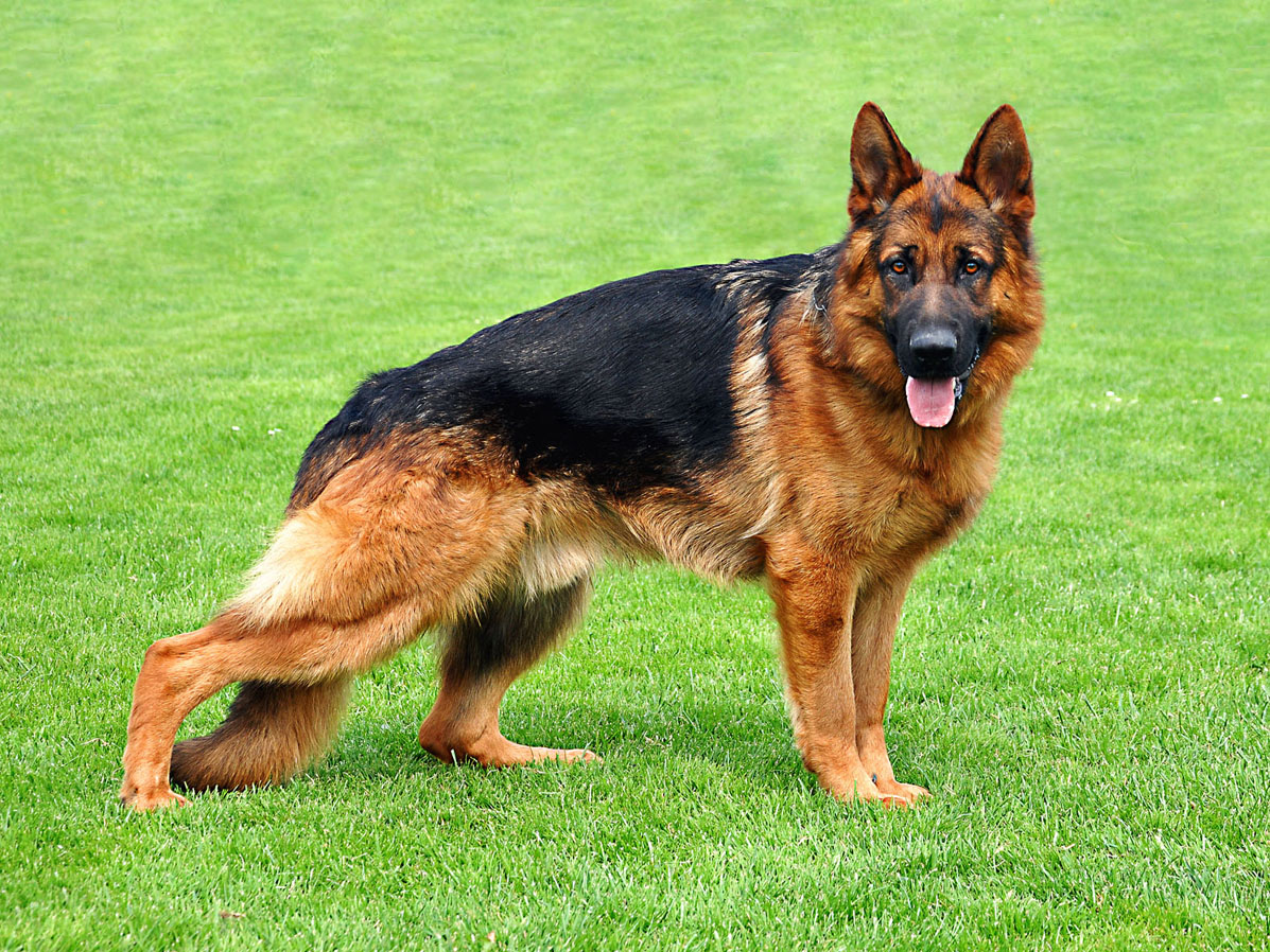 German+Shepherd.jpg