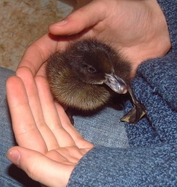 2010Babies008.jpg