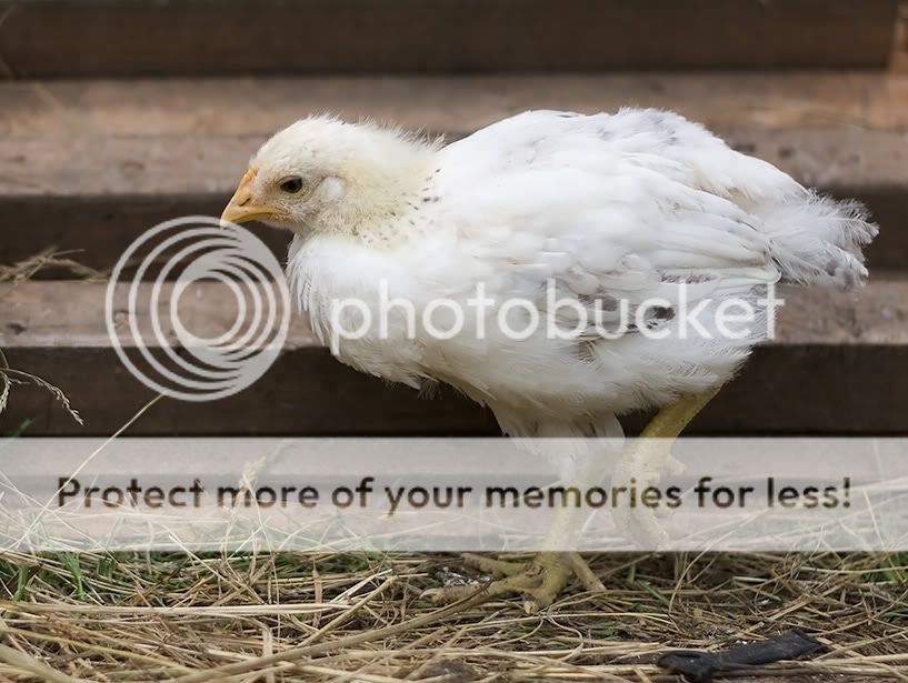 whiteblackspeckled.jpg