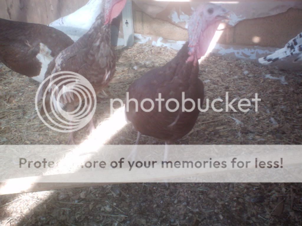 turkeygirls2.jpg