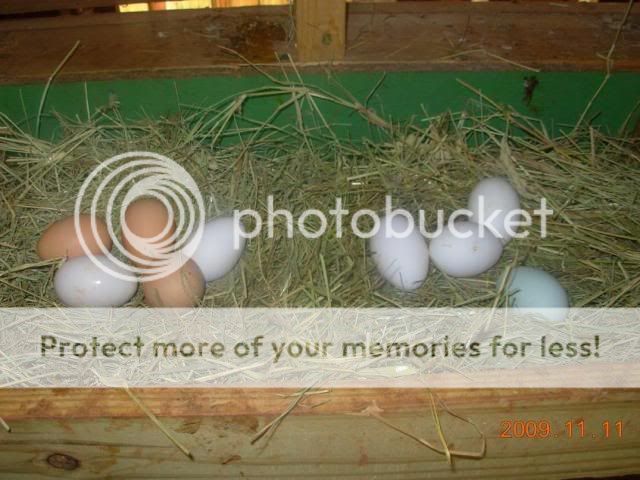 eggs-1.jpg