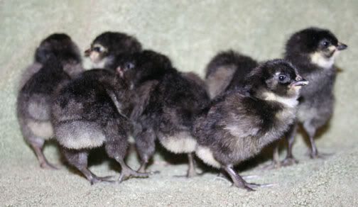 BalckandSplitLavPipsandPeeps.jpg