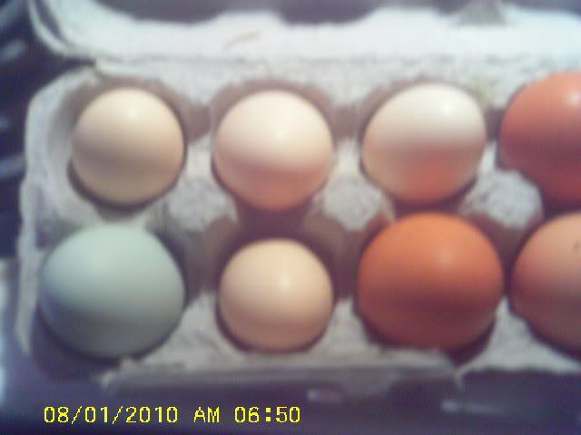 IMAG0054.jpg