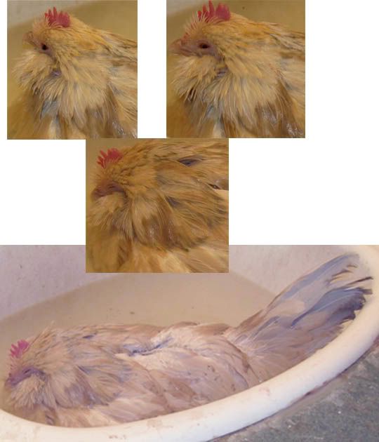 nimibath.jpg