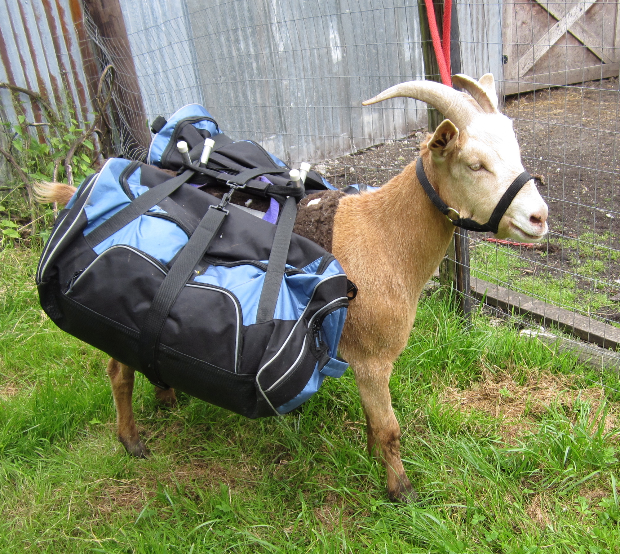 billy-packing.jpg