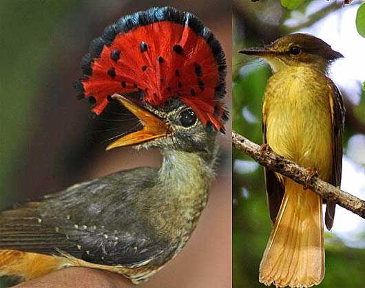 male-female-catchers.jpg