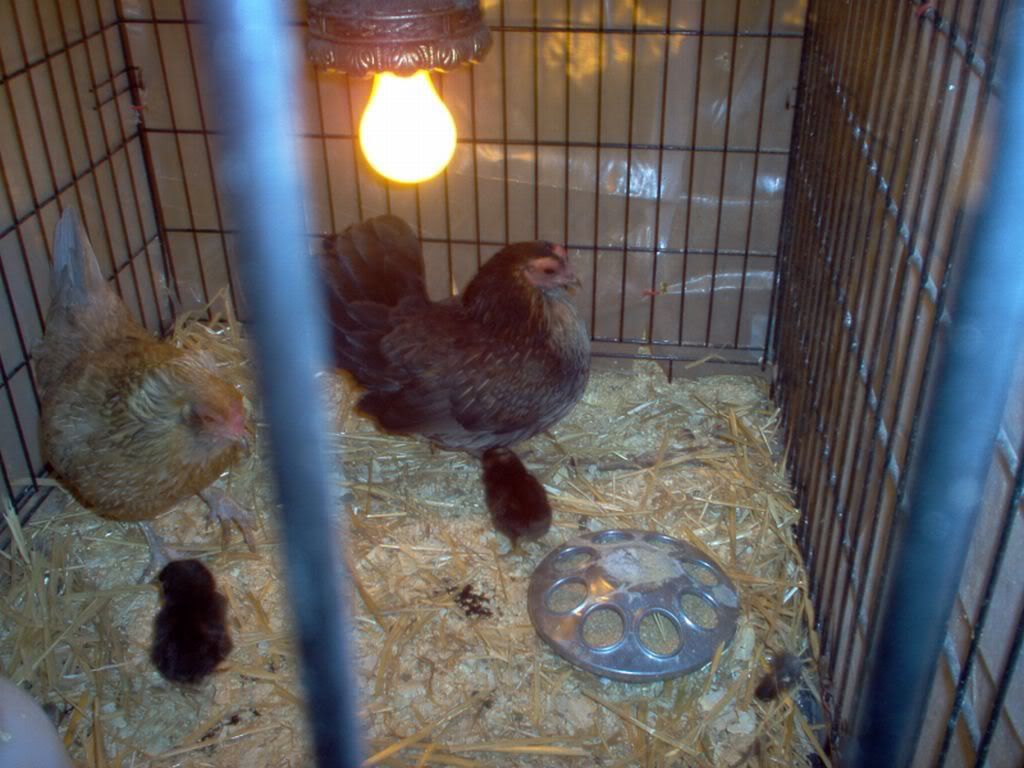 brooder002.jpg