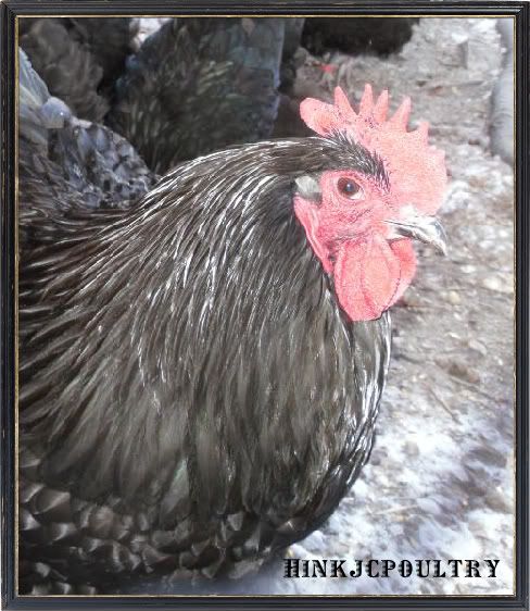 blackorps009-2-1.jpg