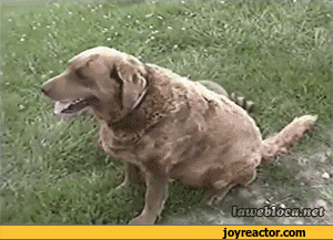 gif-dog-coon-animals-951385.gif