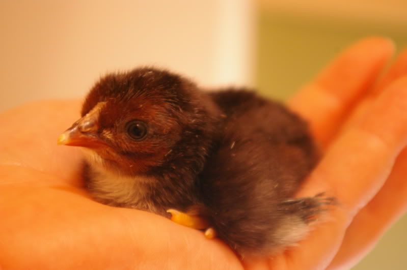 sept10chicks035.jpg