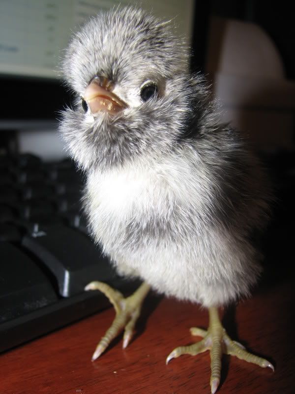 cacklechicks031.jpg