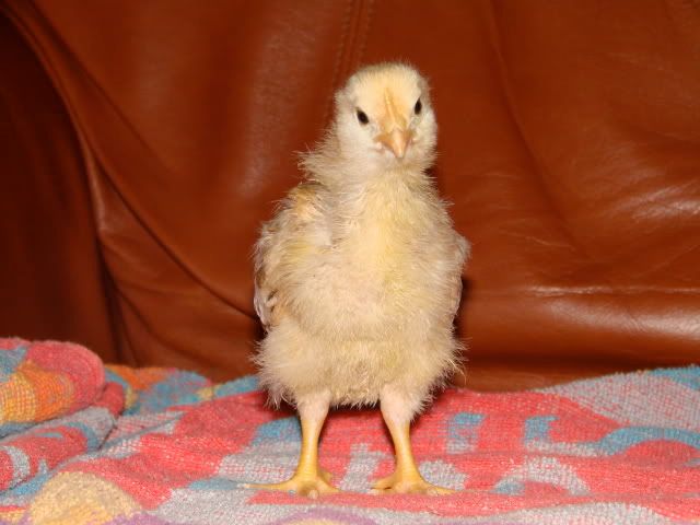 DSC06504-1.jpg