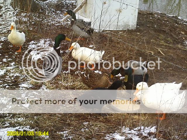 Picture005.jpg