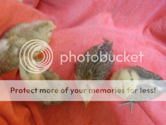 3weeksold019.jpg