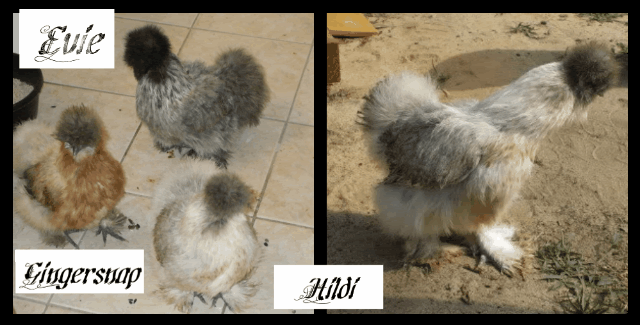 DSCF0905-1-1.gif