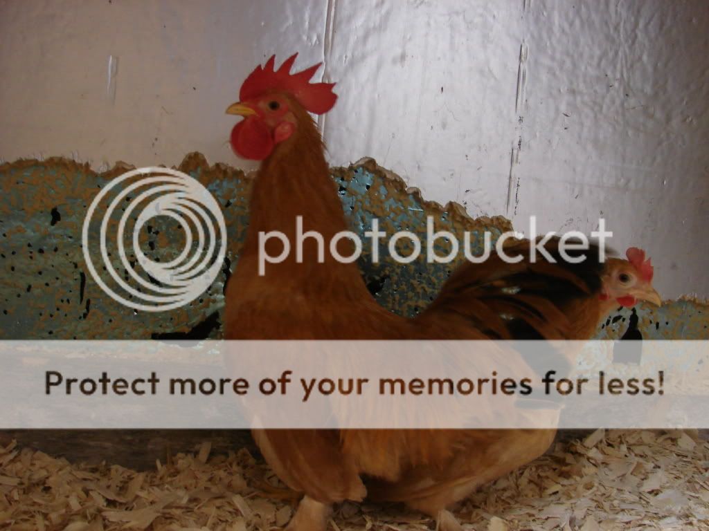 chickens001.jpg