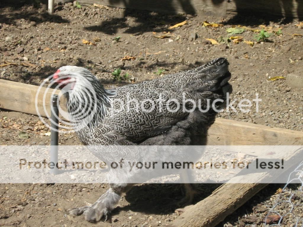 NewChickens9-21-10015.jpg