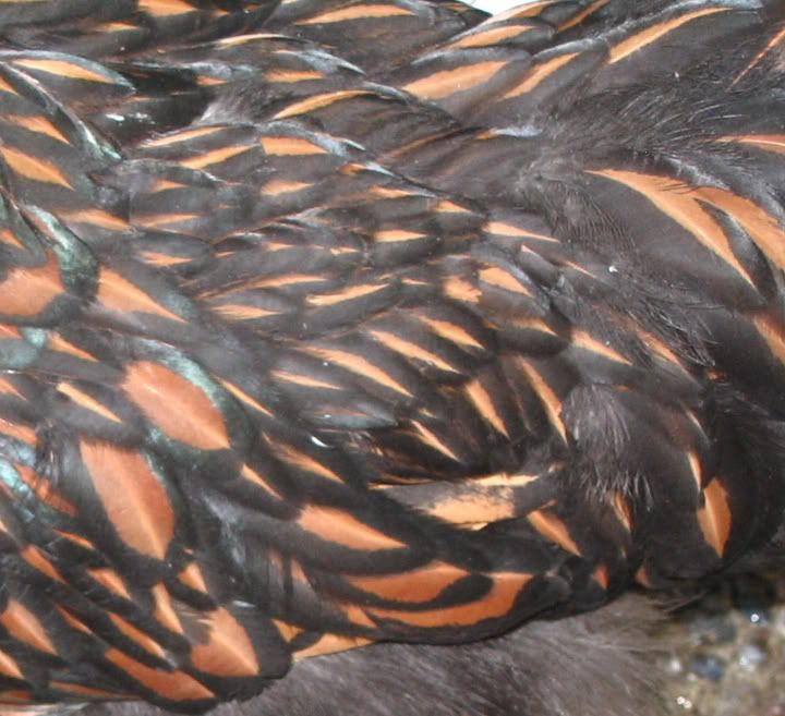 BeaArthurTail1.jpg