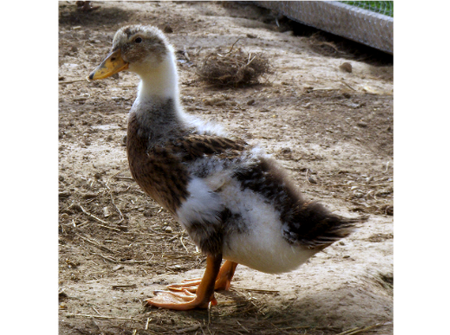 Project1BIgDuck.png