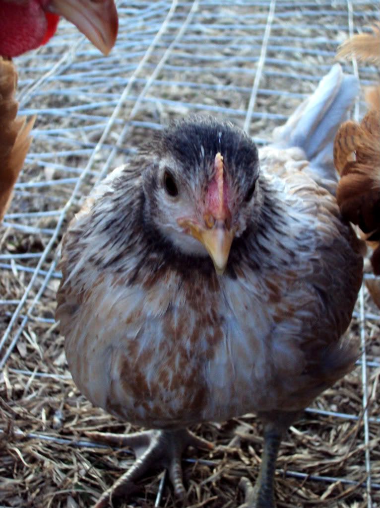 ChickPicks581-1.jpg