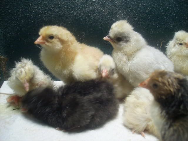 10newchicks3.jpg