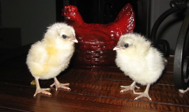 SplashChicks.jpg