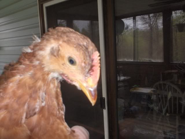 newchicks005.jpg