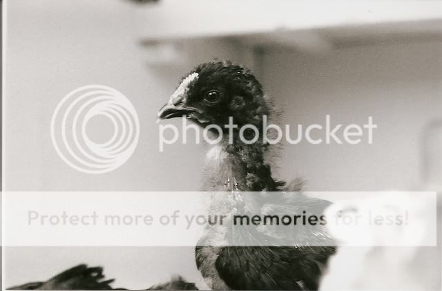 July18Blackie.jpg