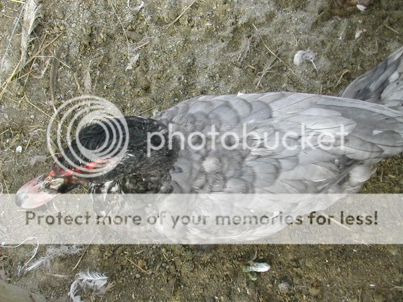 bluelacedscovy4.jpg