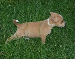 pups079.jpg